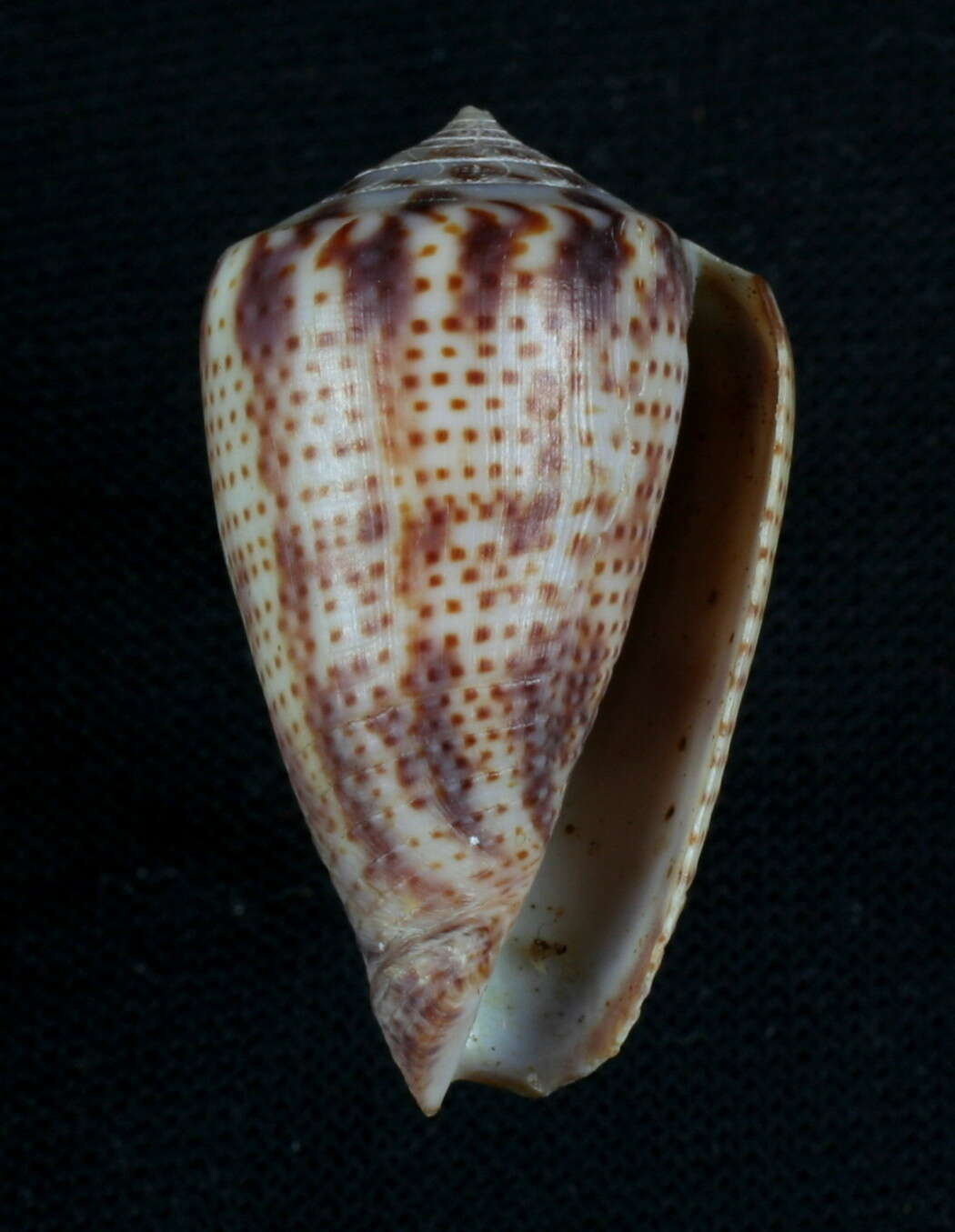 Image of Conasprella perplexa (G. B. Sowerby II 1857)