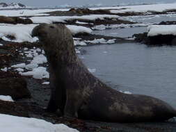 Image of South Atlantic Elephant-seal