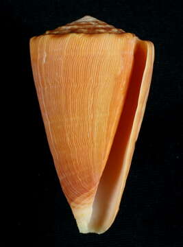 Image de Conus princeps Linnaeus 1758