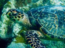 Image of Eretmochelys