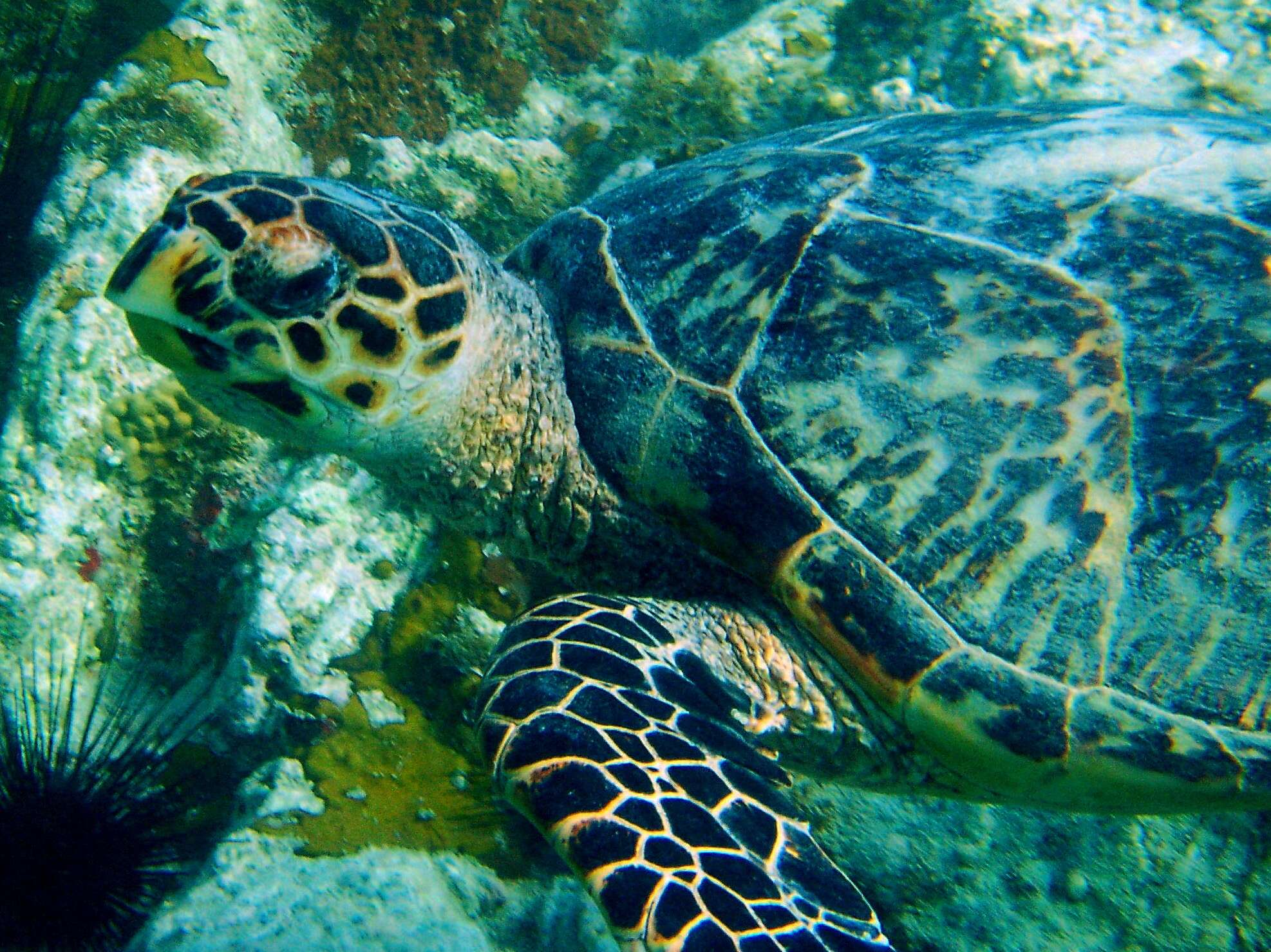 Image of Eretmochelys