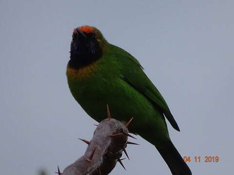 Image of Golden-fronted Leafbird