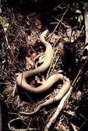 Image of Brown Water Snake