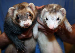 Image of domestic ferret