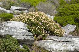 Felicia fruticosa subsp. fruticosa resmi