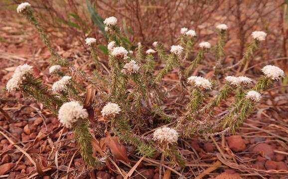 Image of Upside-down Blombush