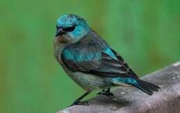 Image of Black-legged Dacnis