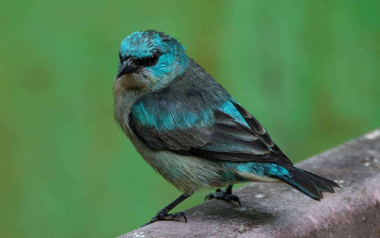 Image of Black-legged Dacnis