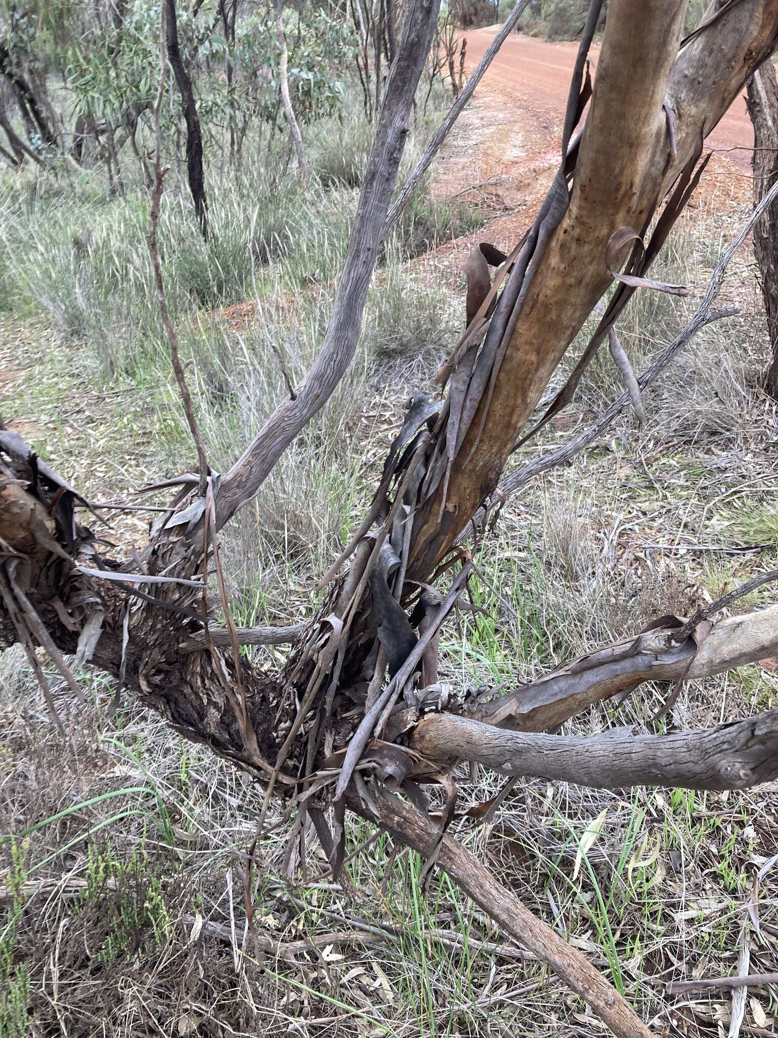 Image of eucalyptus