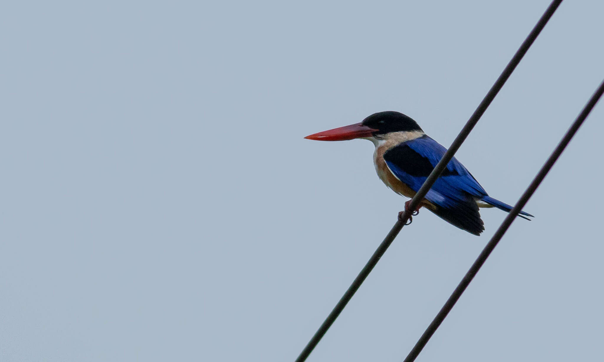 Image of Black-capped Kingfisher