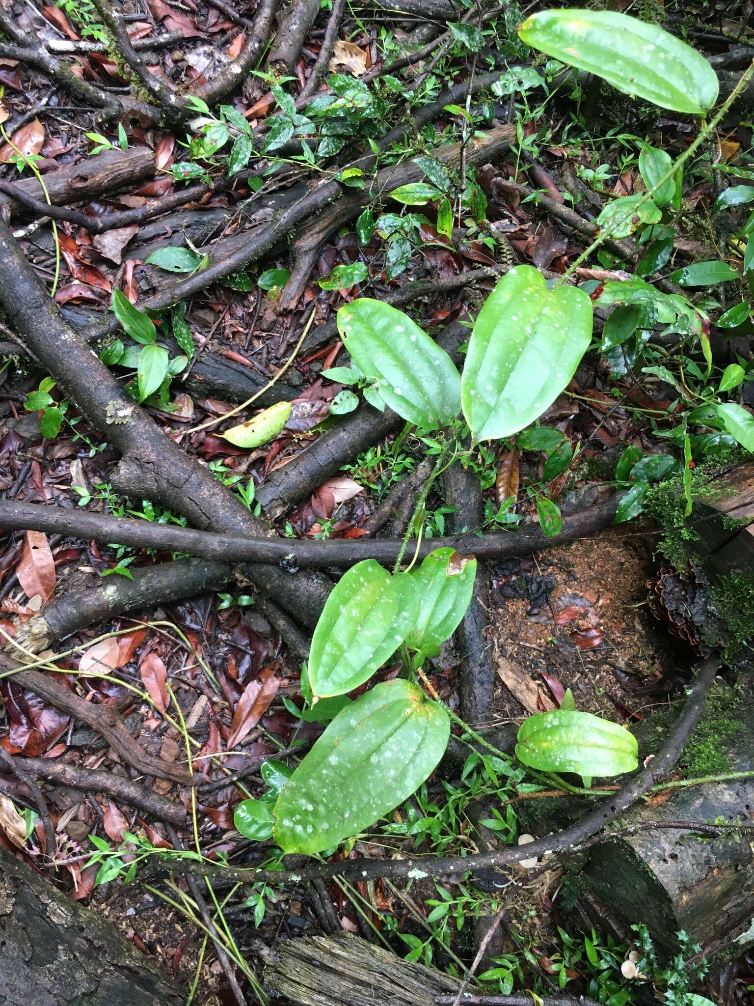 Smilax aculeatissima Conran resmi