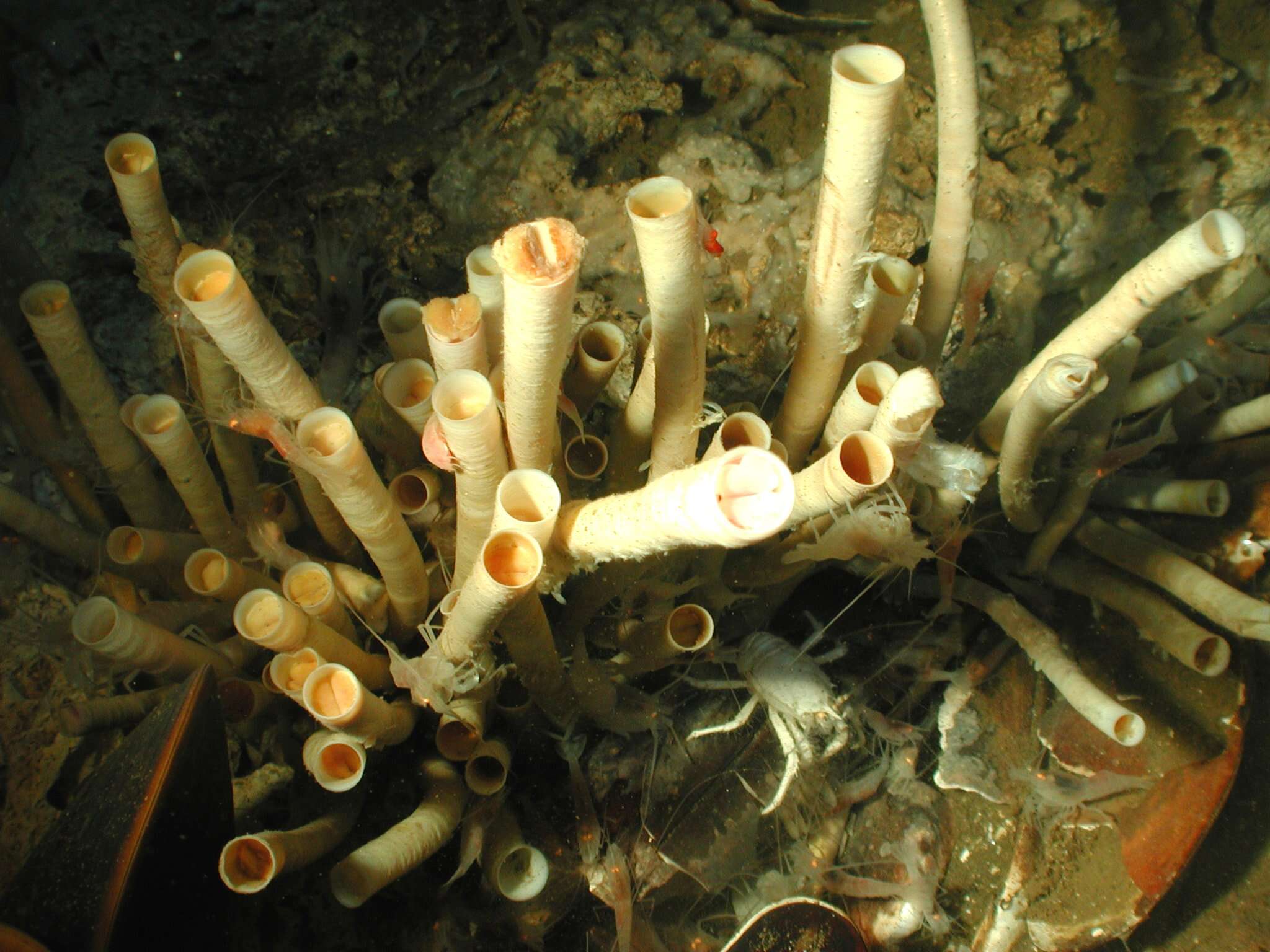 Image of tube worms