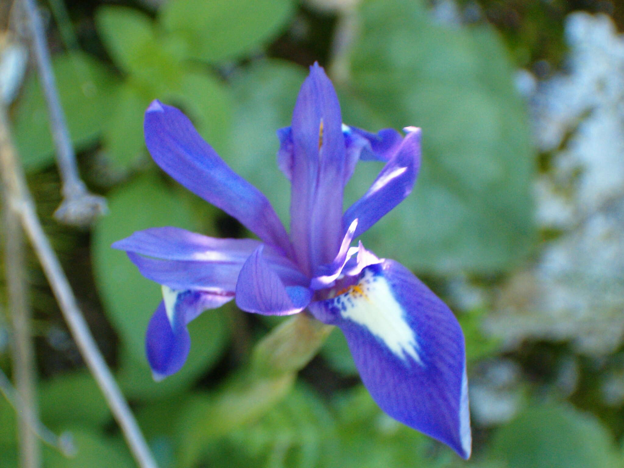 Image of Barbary Nut Iris