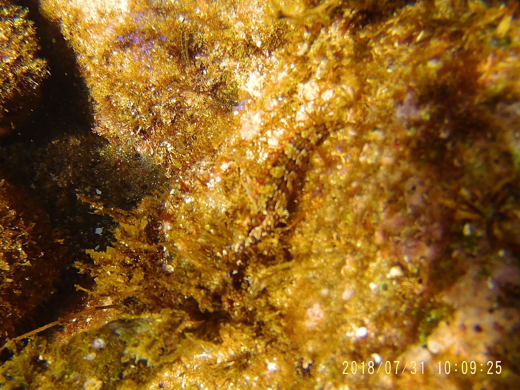 Image of Sonora blenny