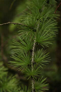 Image of Sikkim Larch