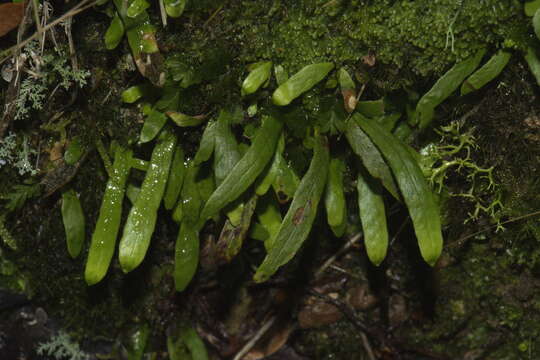 Notogrammitis ciliata (Col.) Parris的圖片