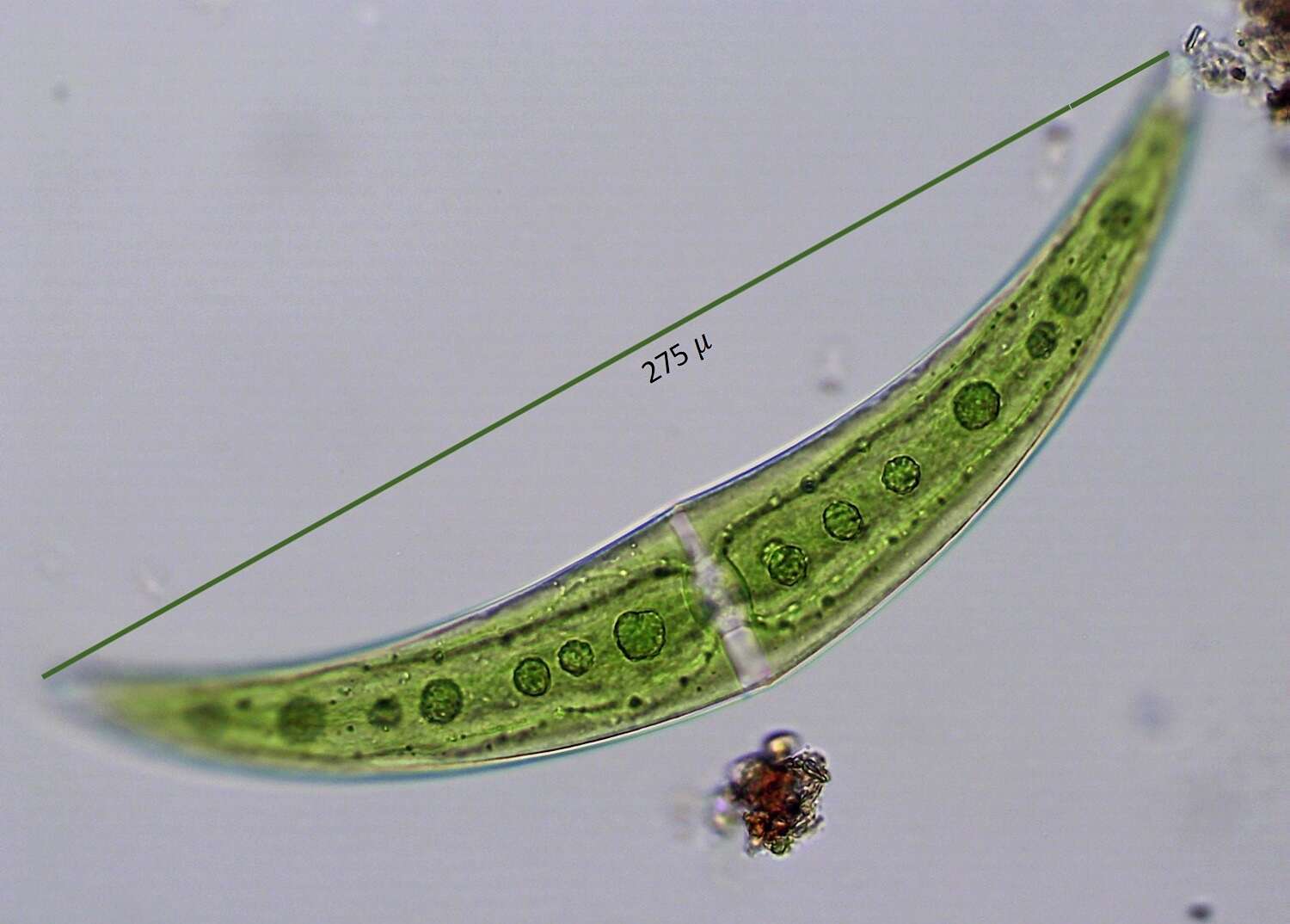 Image of Closterium moniliferum