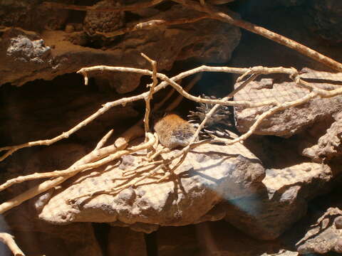 Image of spiny mice, forest mice, and relatives