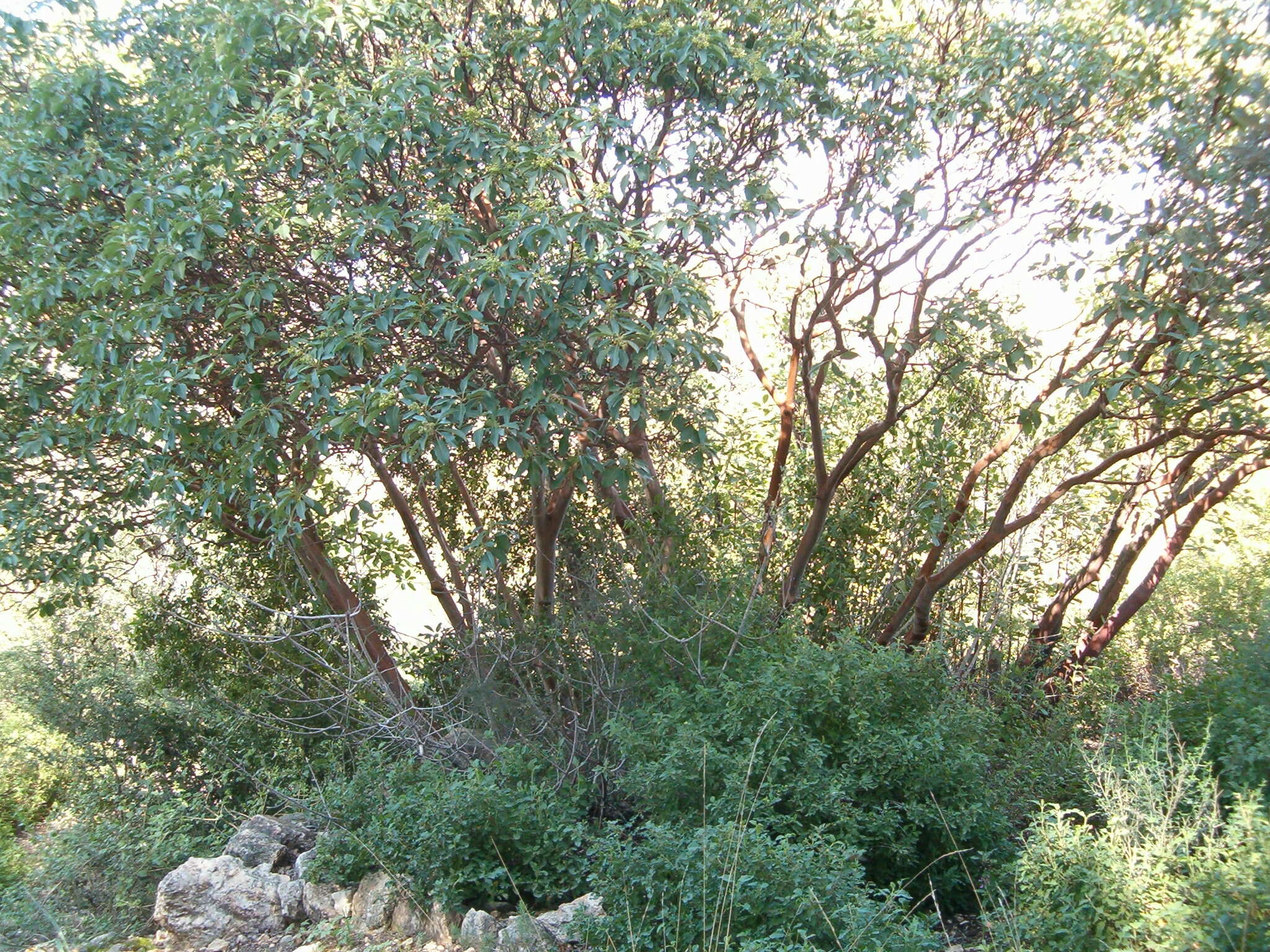 Image de Arbutus andrachne L.