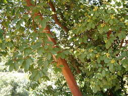 Image de Arbutus andrachne L.