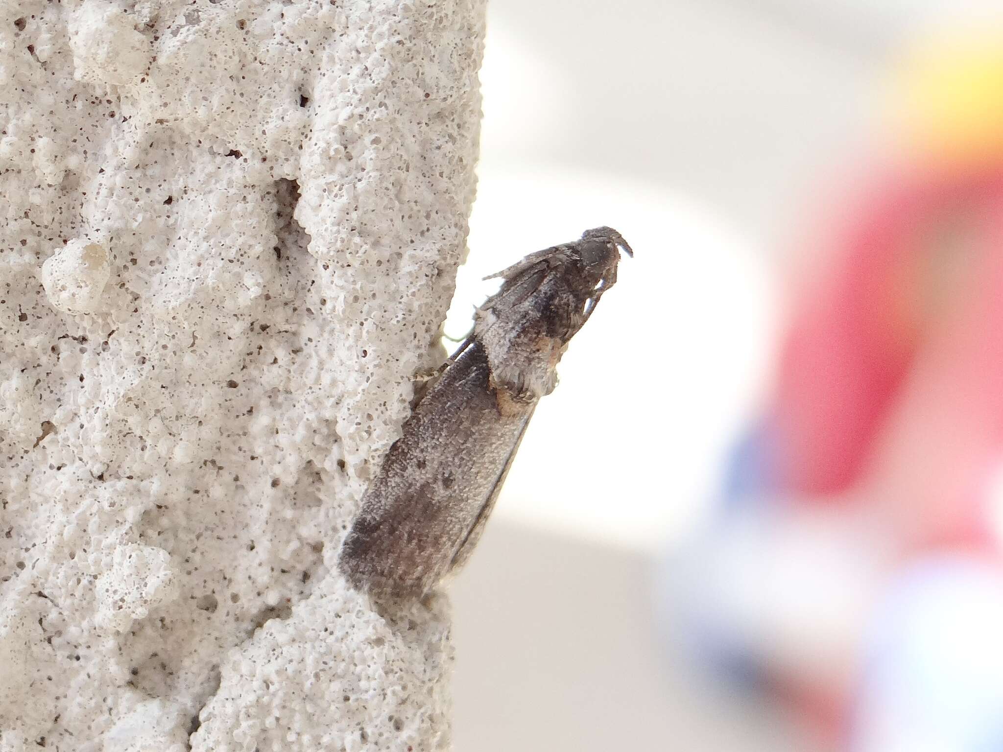 Image de Acrobasis caryae Grote 1881