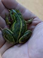 Image of Dahl’s Aquatic Frog