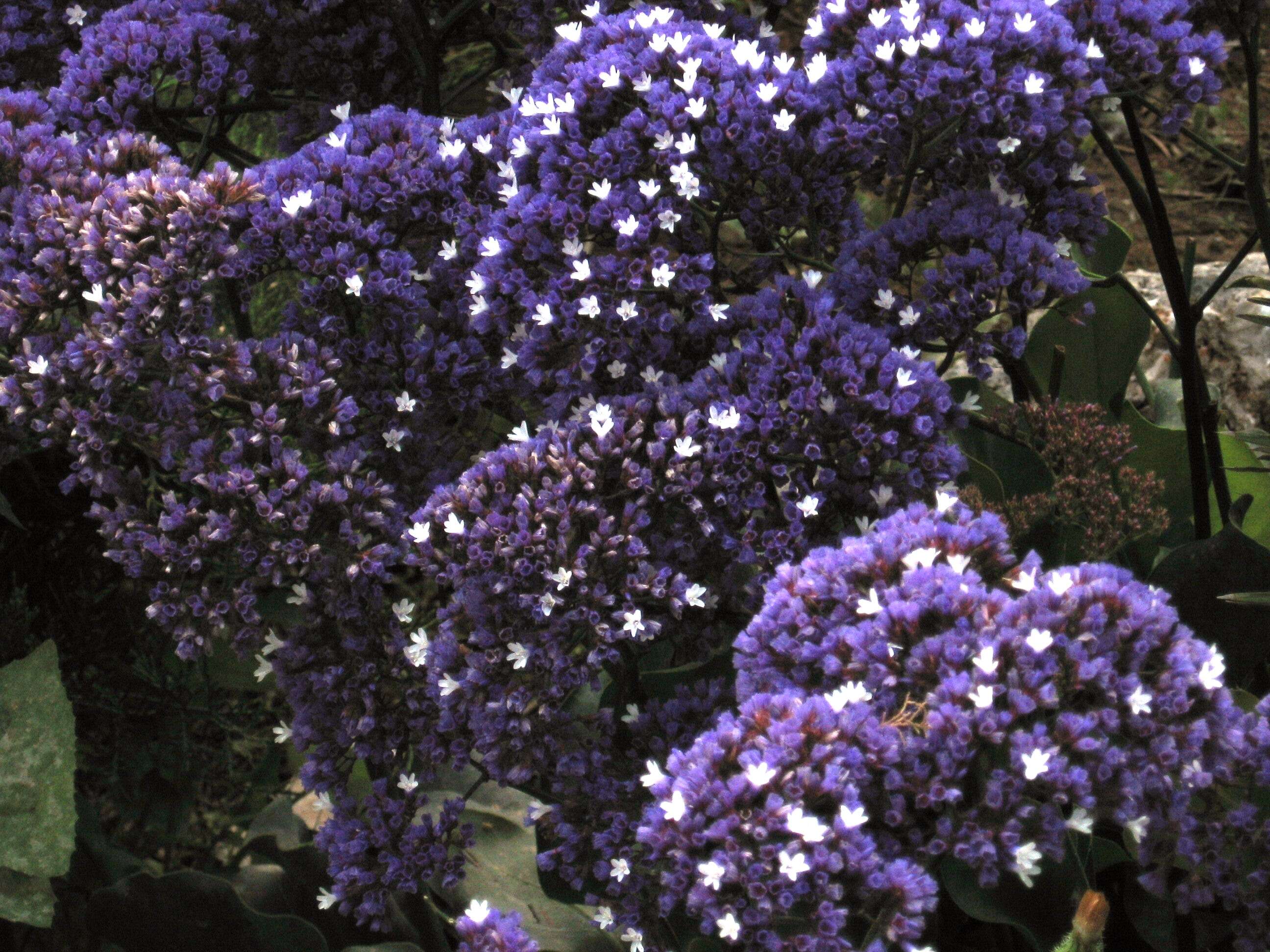 Limonium perezii (Stapf) F. T. Hubbard ex L. H. Bailey resmi