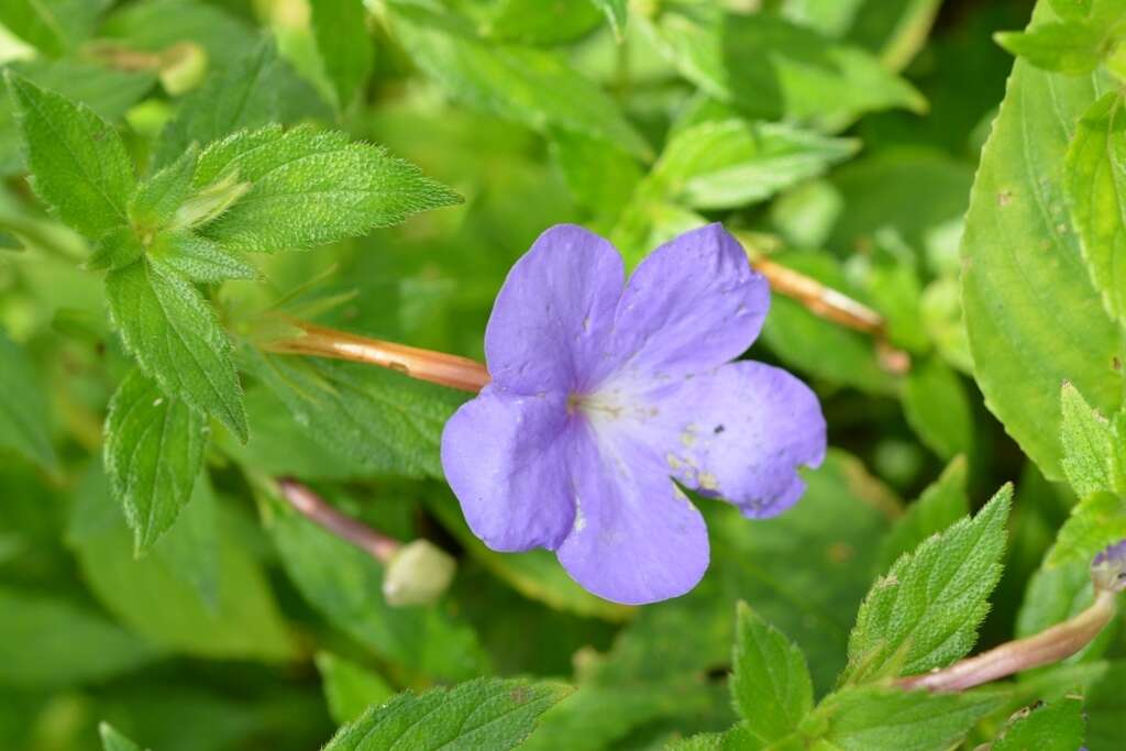 Image of Achimenes longiflora DC.