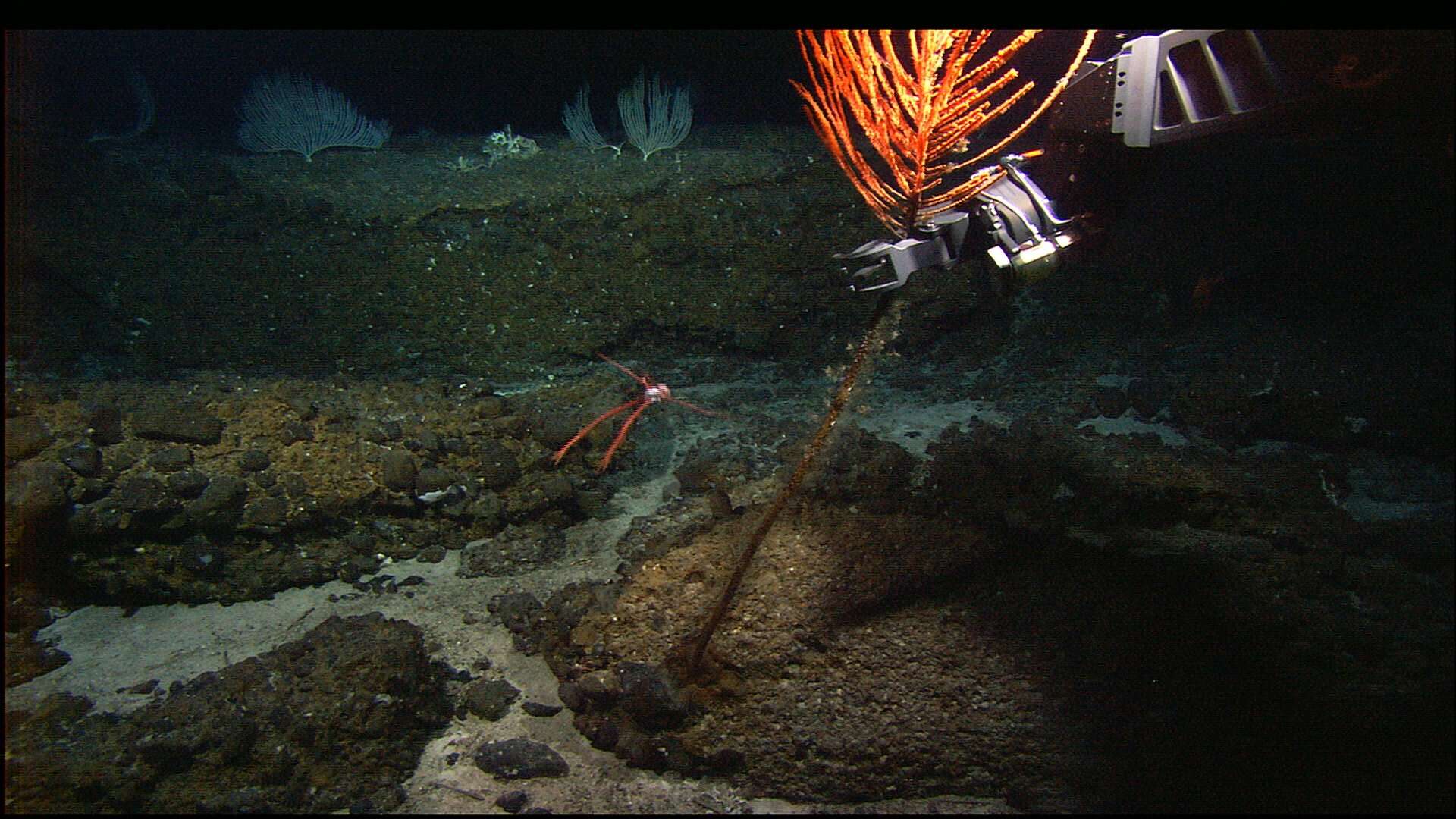 Image of black corals