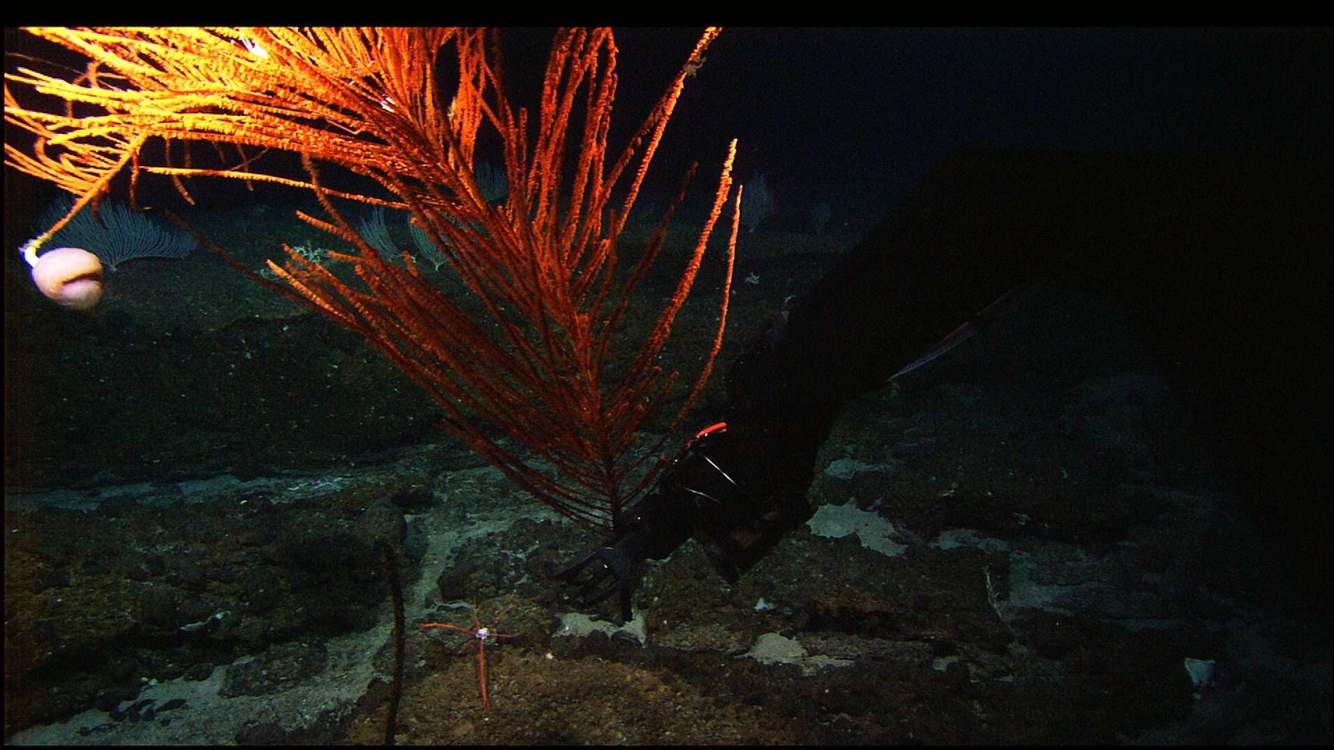 Image of black corals