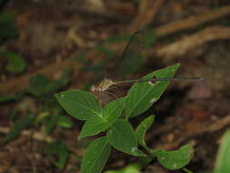 Image of Glistening Demoiselle