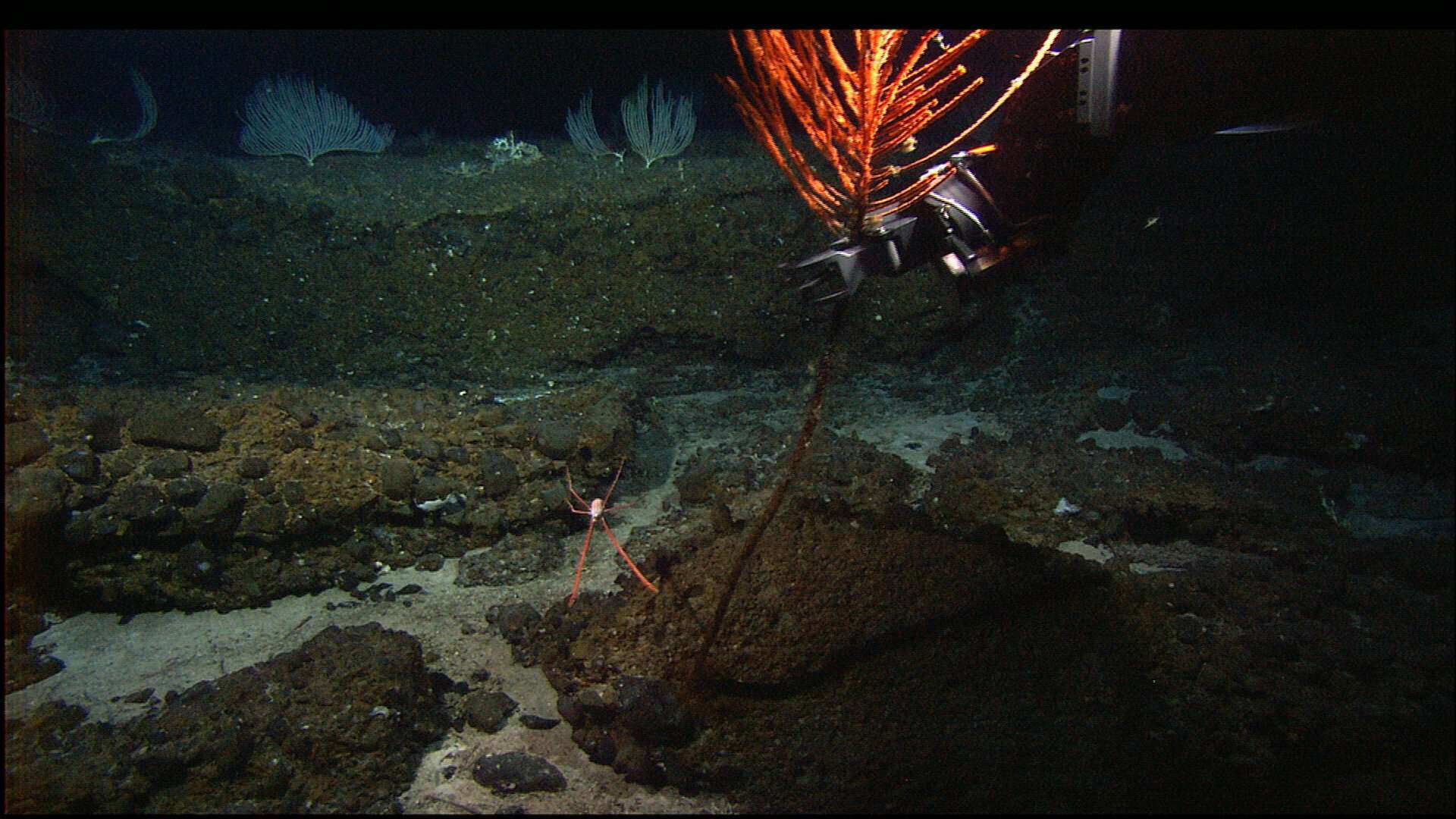 Image of black corals