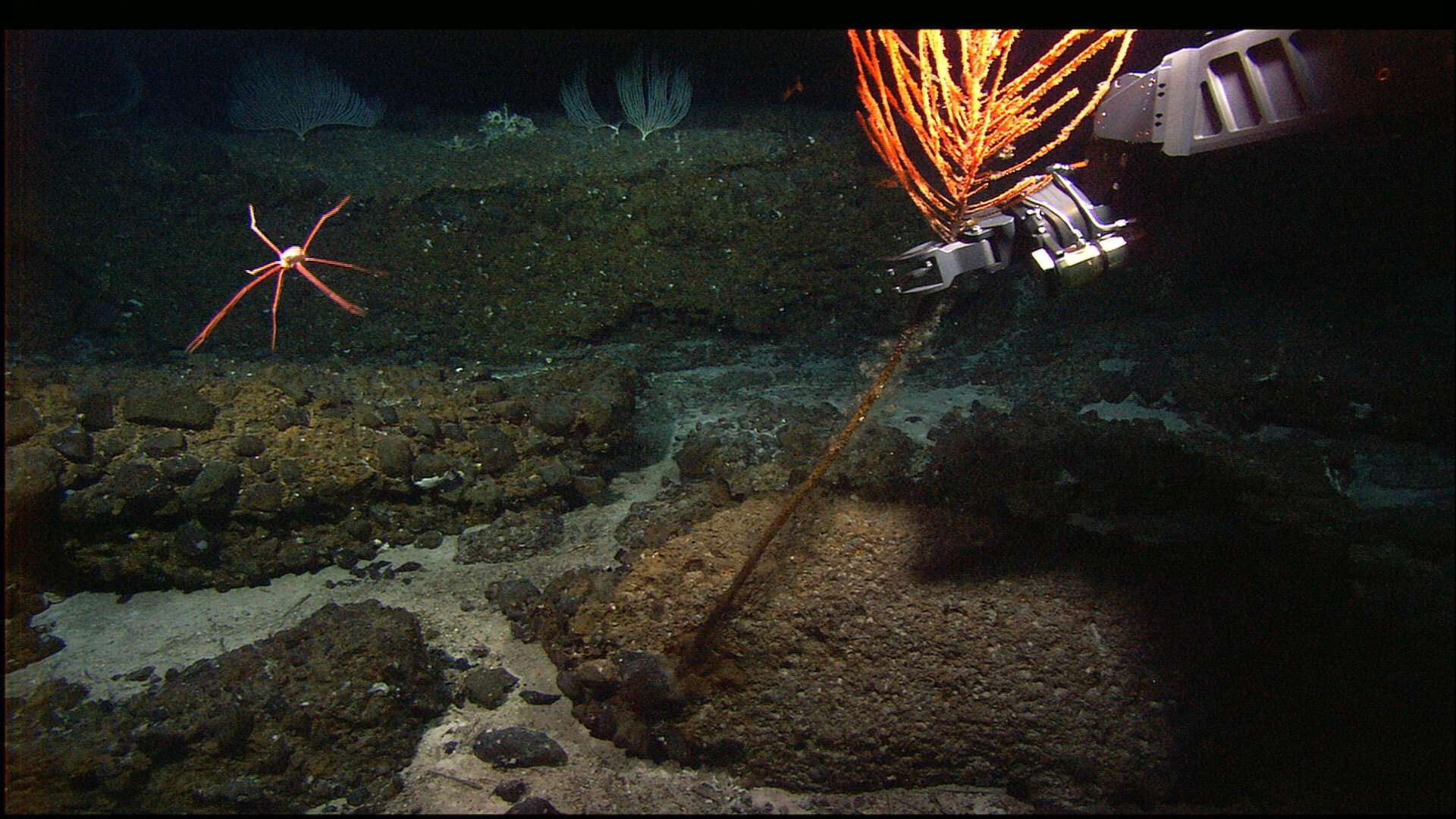 Image of black corals