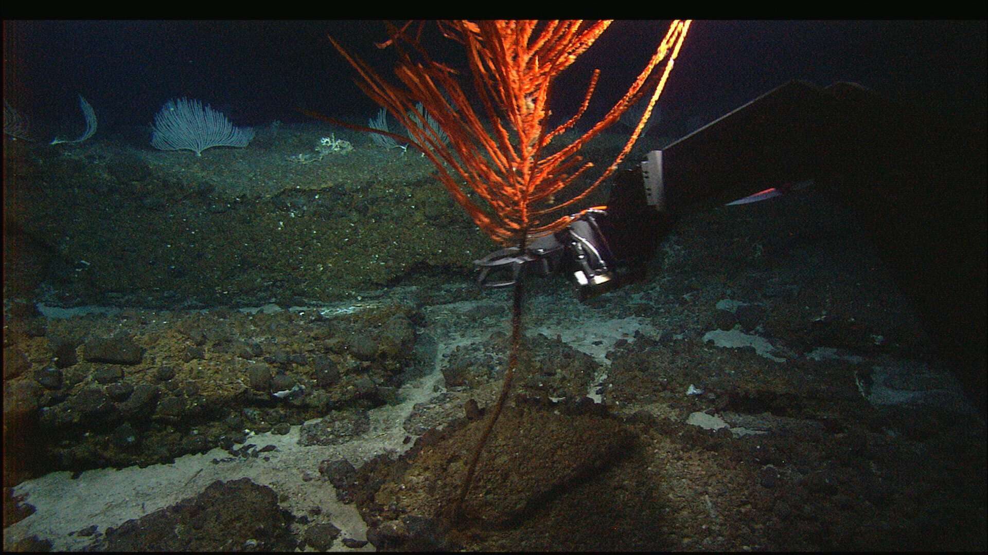 Image of black corals