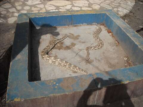 Image of puff adder