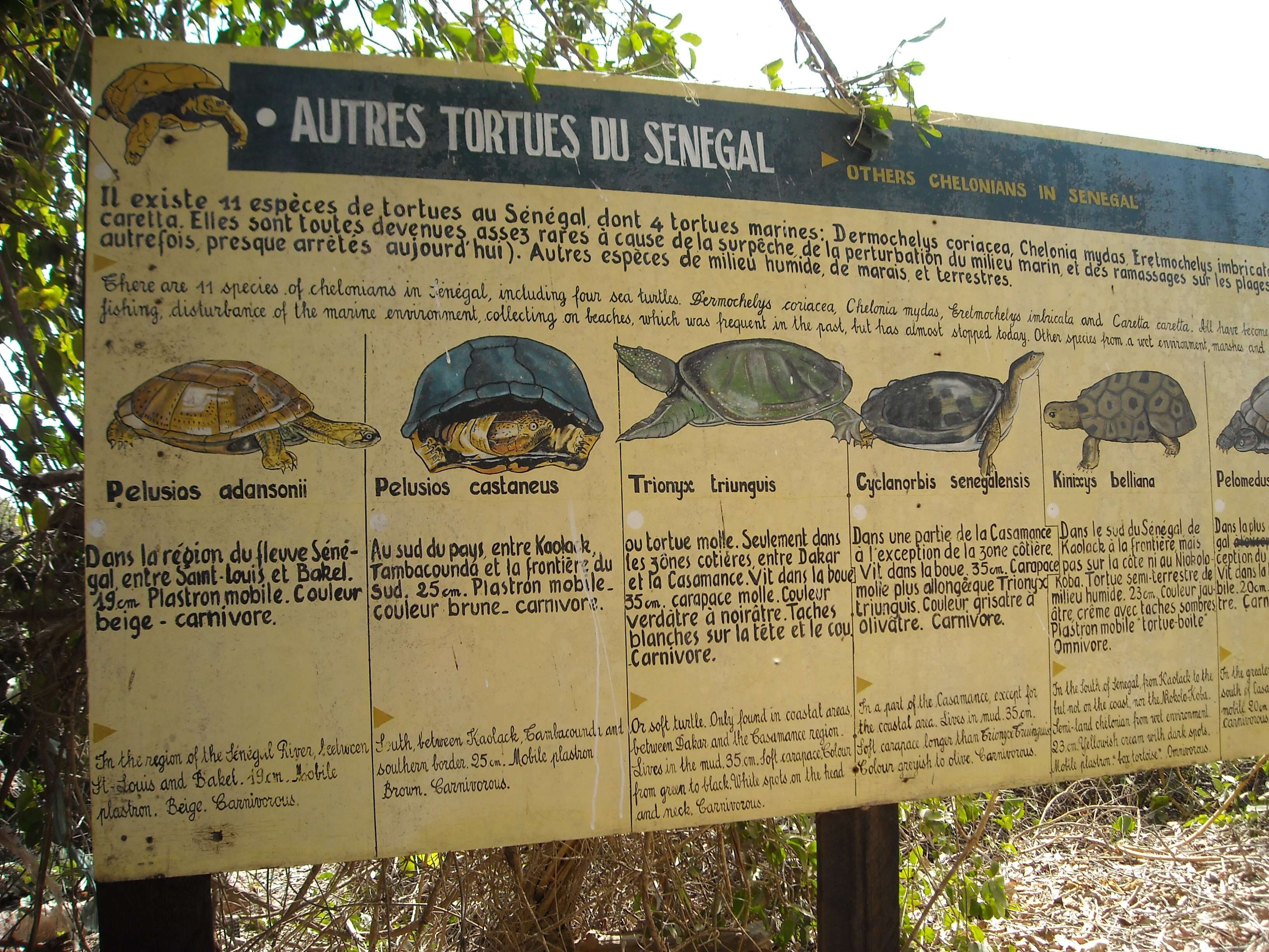 Image of Senegal Soft-shelled Turtle