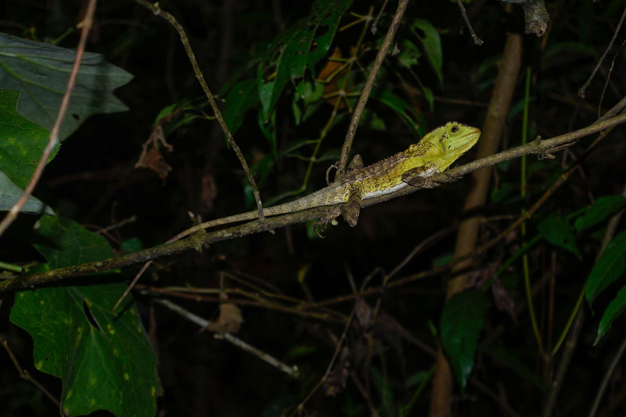 Image of Keeled Helmeted Basilisk