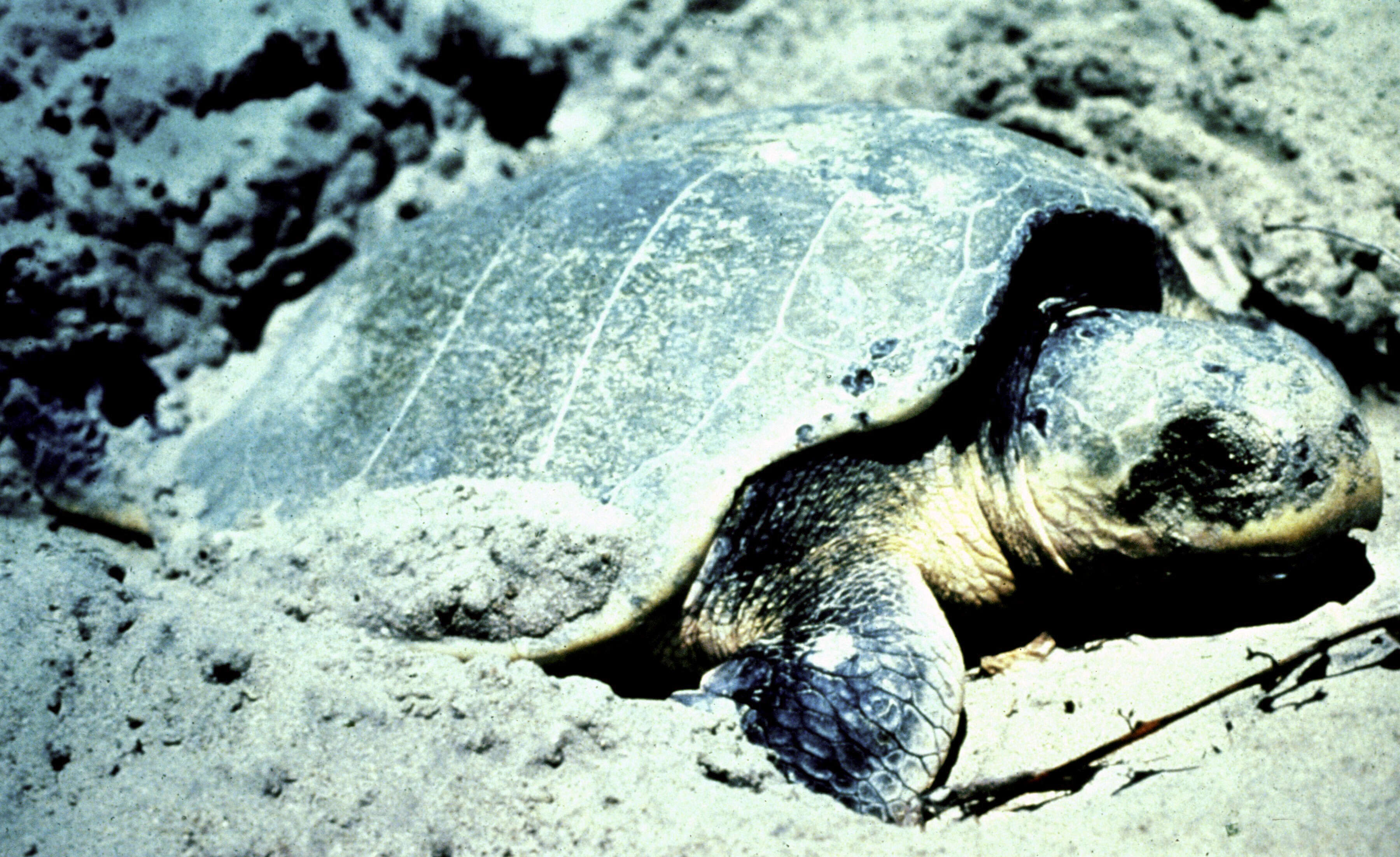 Image of Ridley sea turtles