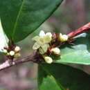 Image de Erythroxylum mucronatum Benth.