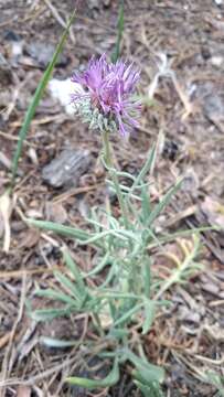 Image of Jurinea cyanoides (L.) Rchb.