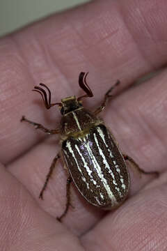 Image of Mount Hermon June beetle