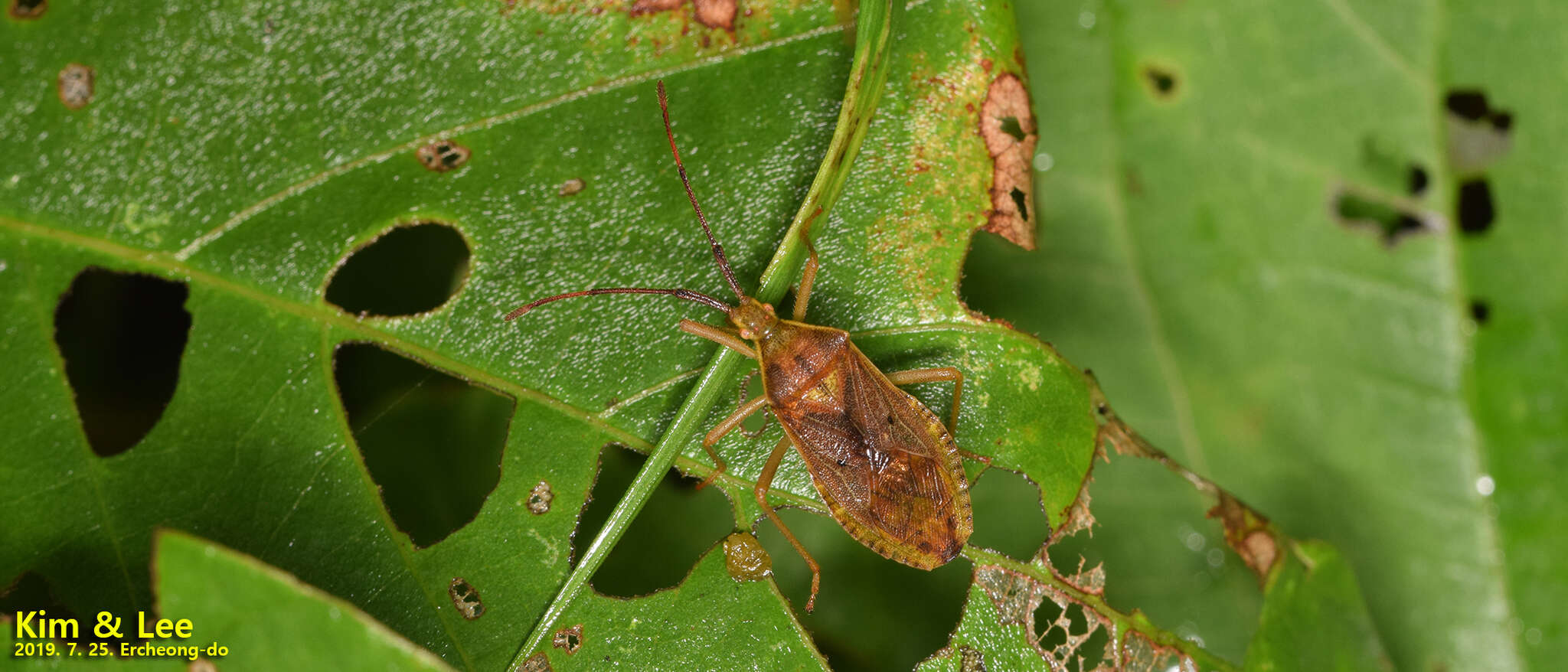 Plancia ëd Homoeocerus (Tliponius) unipunctatus (Thunberg 1783)