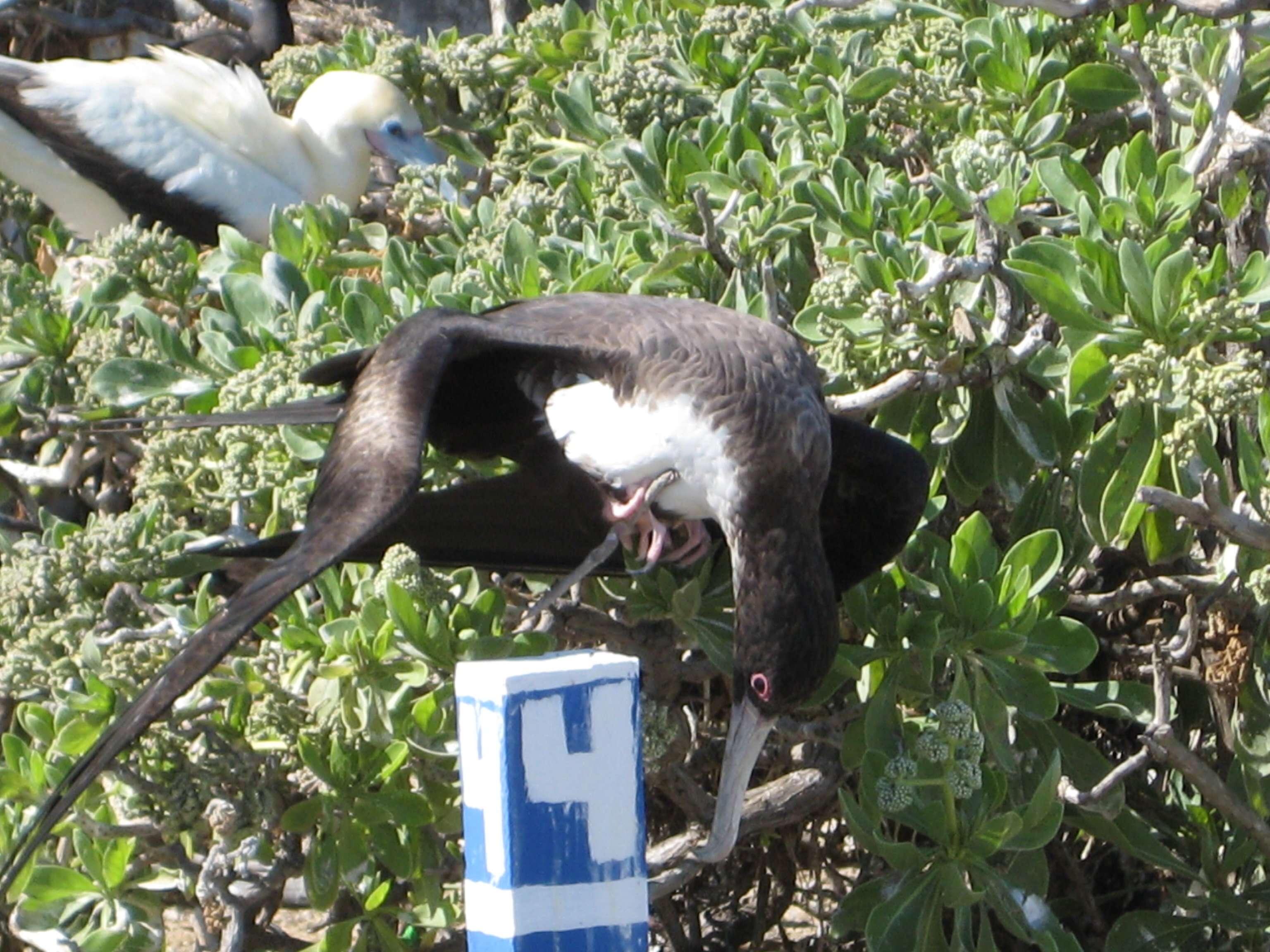 Image of Great Frigatebird