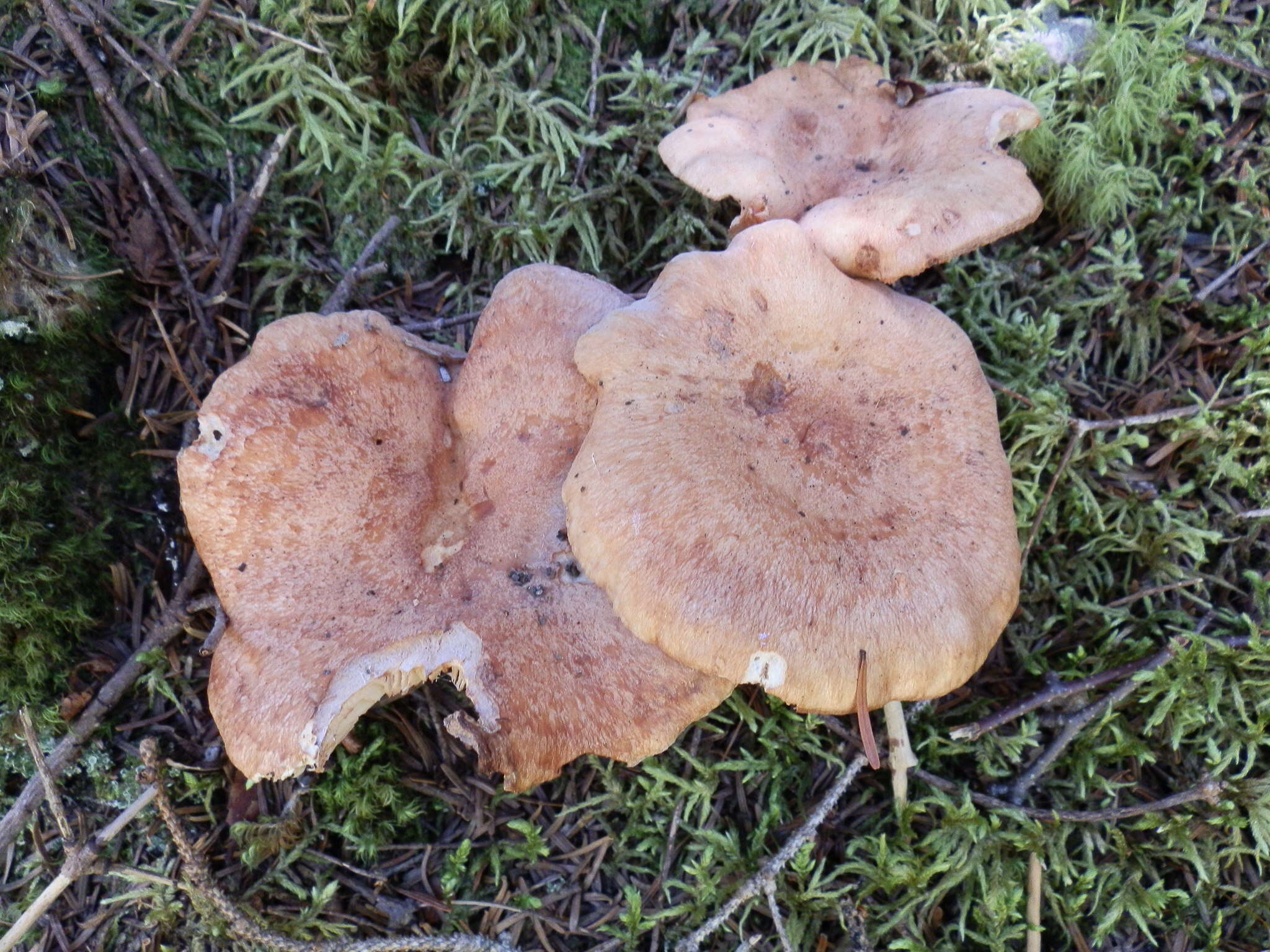 Image of Lactarius vinaceorufescens A. H. Sm. 1960