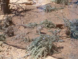 Image of Fat Sand Rat