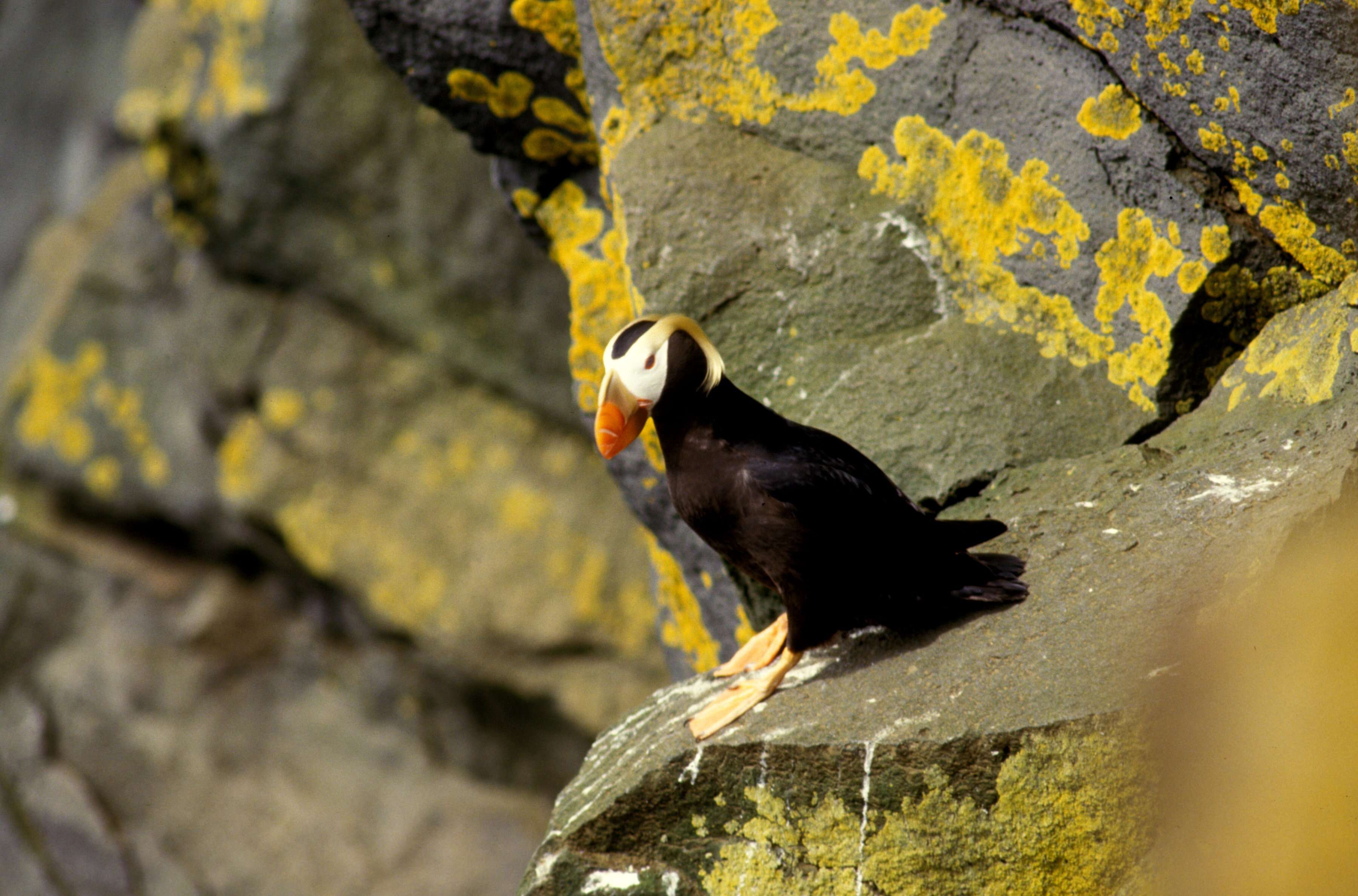 Image of Tufted Puffin