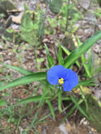 Image of Blousel Blommetjie