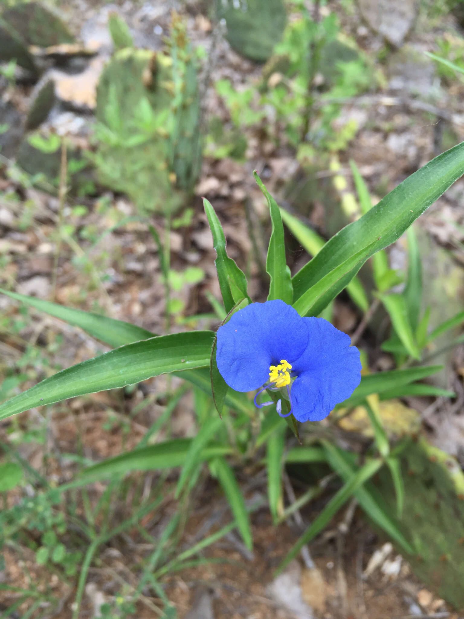 Image of Blousel Blommetjie