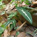 Image of Syngonium wendlandii Schott