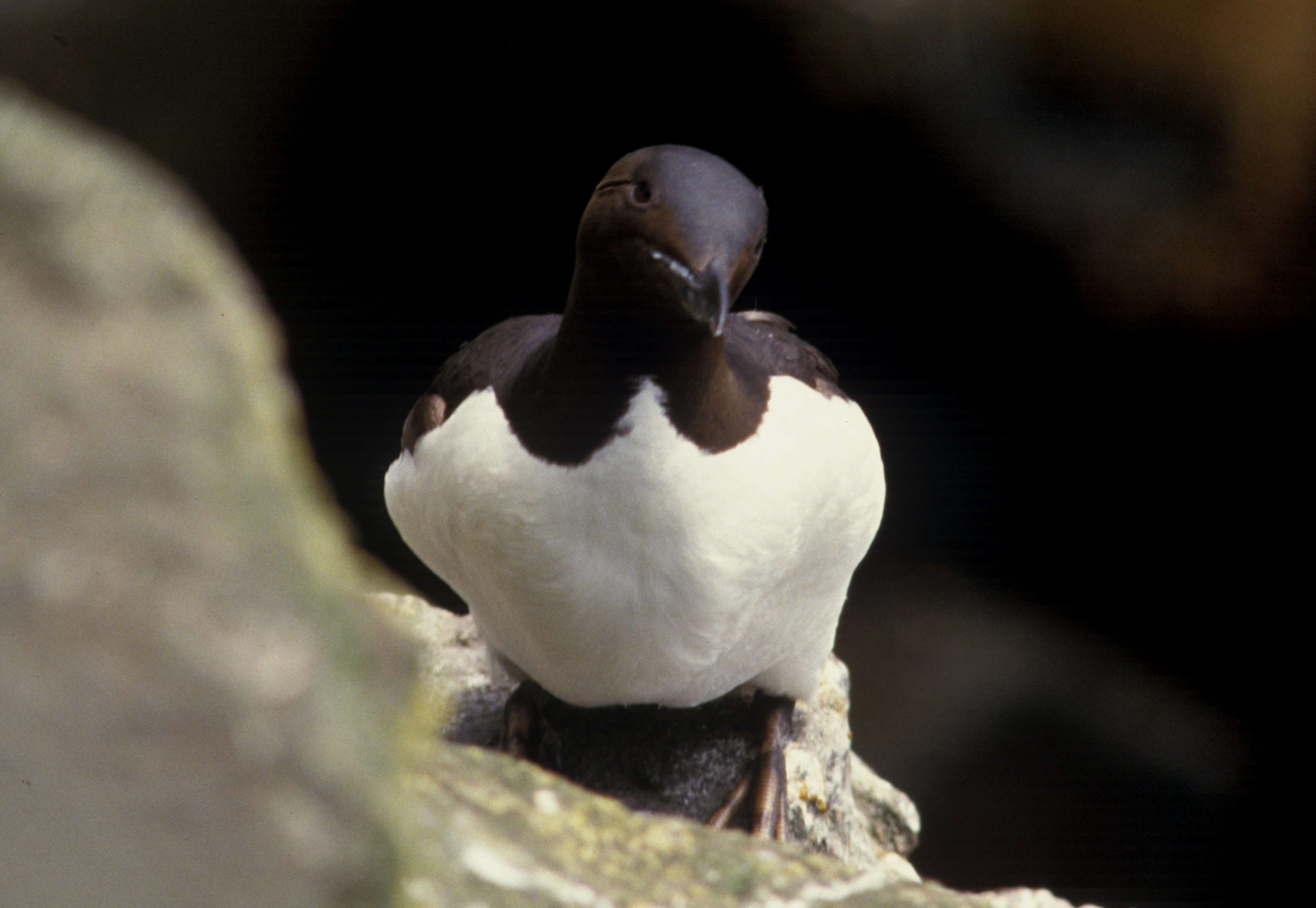 Image of Brünnich's Guillemot